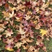 Autumn Leaves by sugarmuser