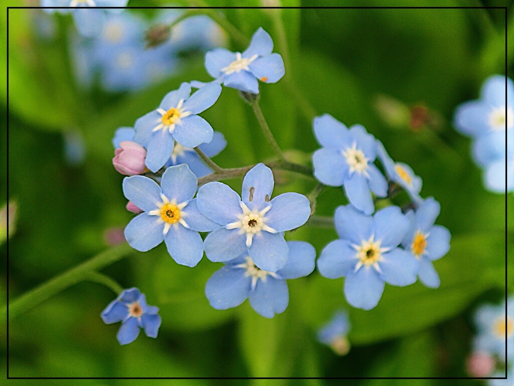 Forget-me-nots by olivetreeann
