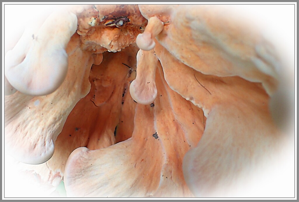 Wild Fungi by olivetreeann