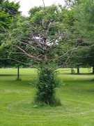15th Jun 2022 - Dead tree host of climbing ivy