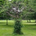 Dead tree host of climbing ivy