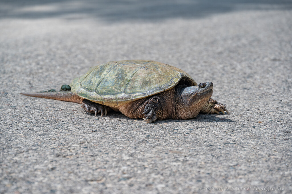 Why Does a Turtle Cross the Road? by taffy