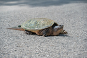14th Jun 2022 - Why Does a Turtle Cross the Road?