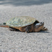 Why Does a Turtle Cross the Road?