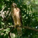 166-365 young hawk  by slaabs