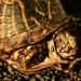 Turtle at Golden Hour by kareenking