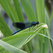 10th May 2022 - Banded Demoiselle - UK