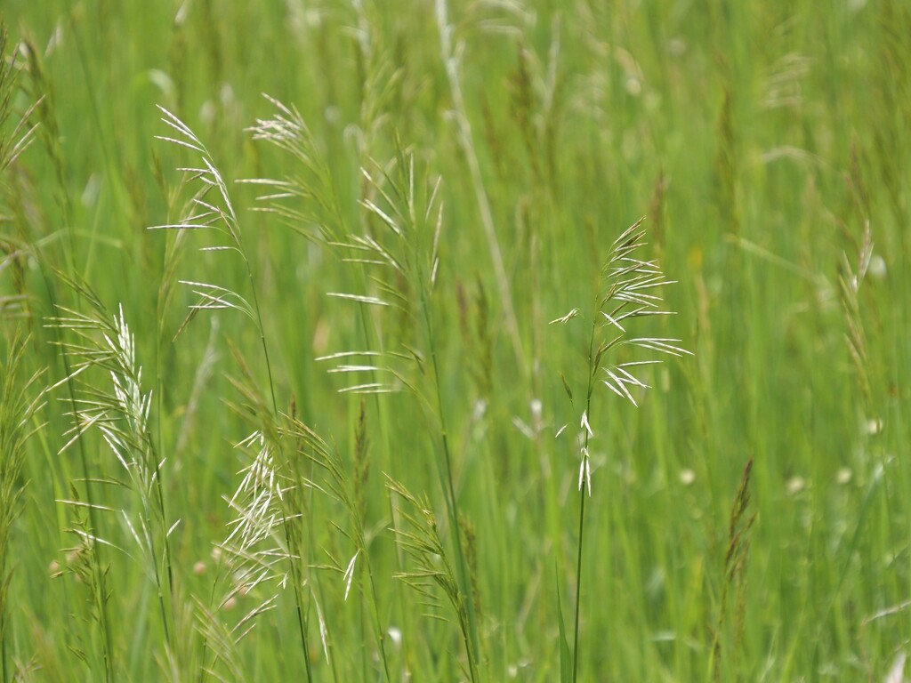 grass by edorreandresen