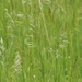 grass by edorreandresen