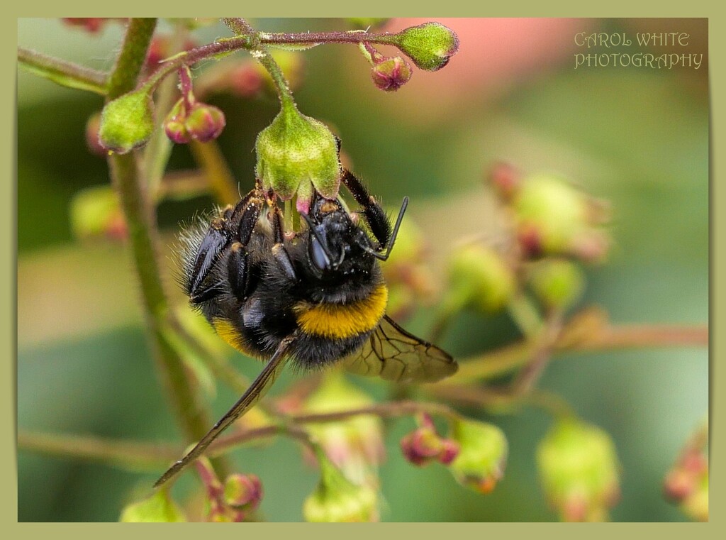 Busy Bee by carolmw