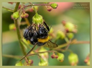 16th Jun 2022 - Busy Bee