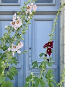 14th Jun 2022 - Great colors and flowers in Val de Loire
