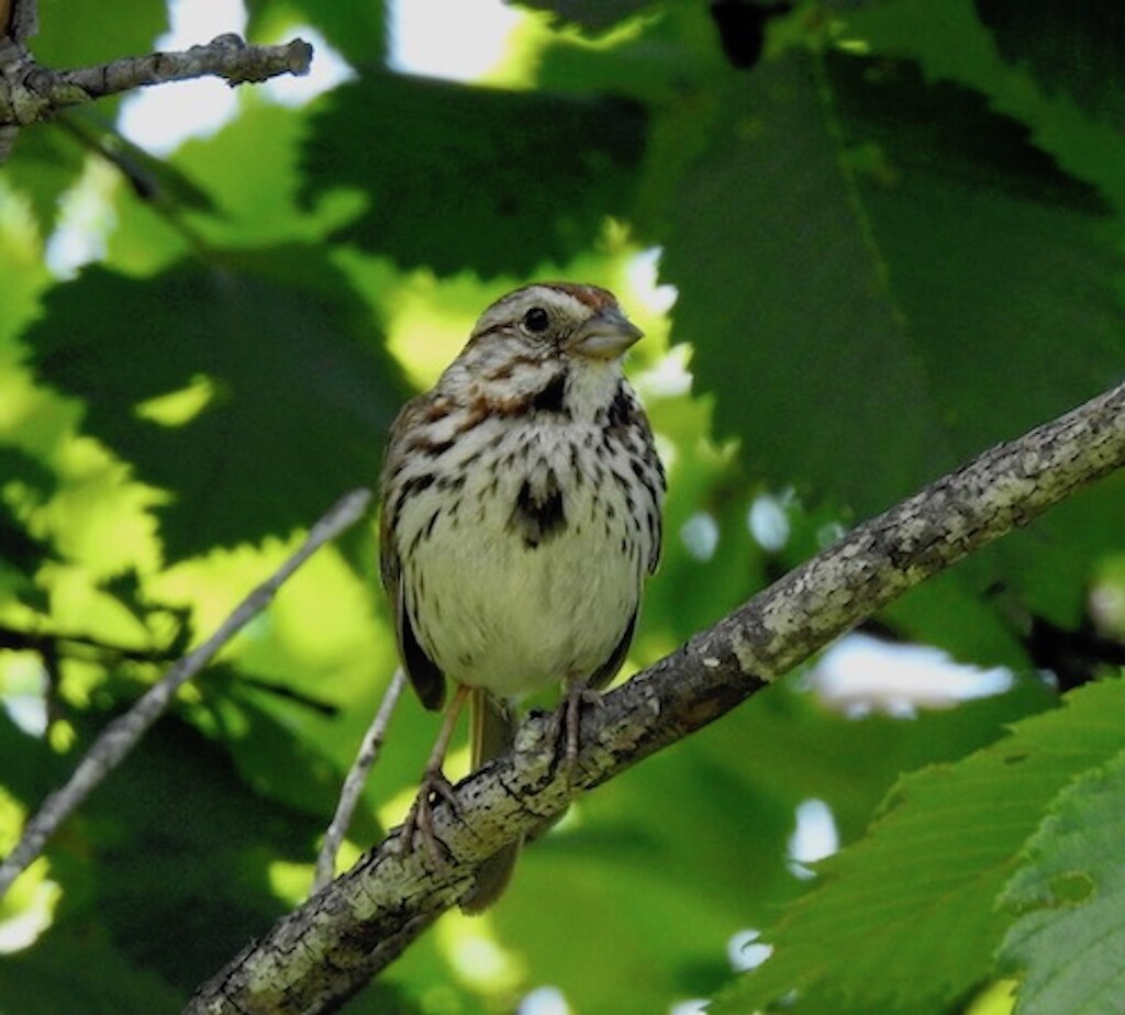 Song  Sparrow by sunnygreenwood