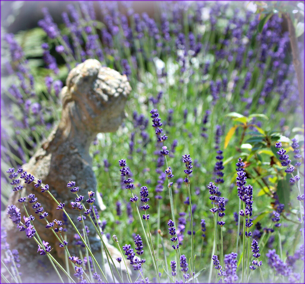 Lavender Lady . by wendyfrost