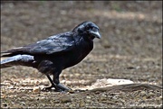 16th Jun 2022 - Old crow