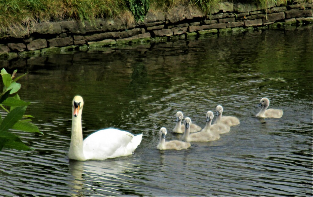 A swan with six little cygnets. by grace55