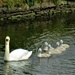 A swan with six little cygnets. by grace55