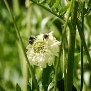 16th Jun 2022 - White flower and bees