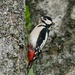 GREAT SPOTTED WOODPECKER