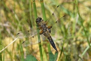 15th Jun 2022 - FOUR SPOTTED CHASER