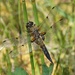 FOUR SPOTTED CHASER