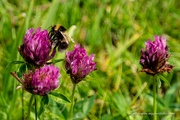 16th Jun 2022 - Bee on clover