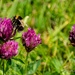 Bee on clover by nigelrogers