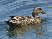 16th Jun 2022 - female mallard 