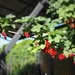 Berries by monikozi