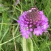 Pyramidal Orchid - I believe by cataylor41