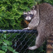 Fence Hopper by gardencat