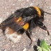 Pollinators by ideetje