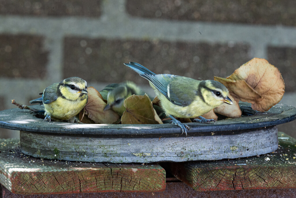 06-16 - Blue tit by talmon