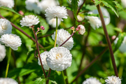16th Jun 2022 - Little white flowers