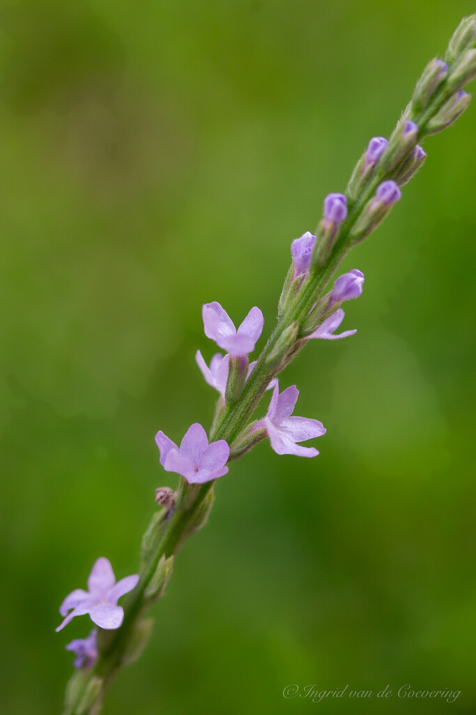 Texas Vervain by ingrid01