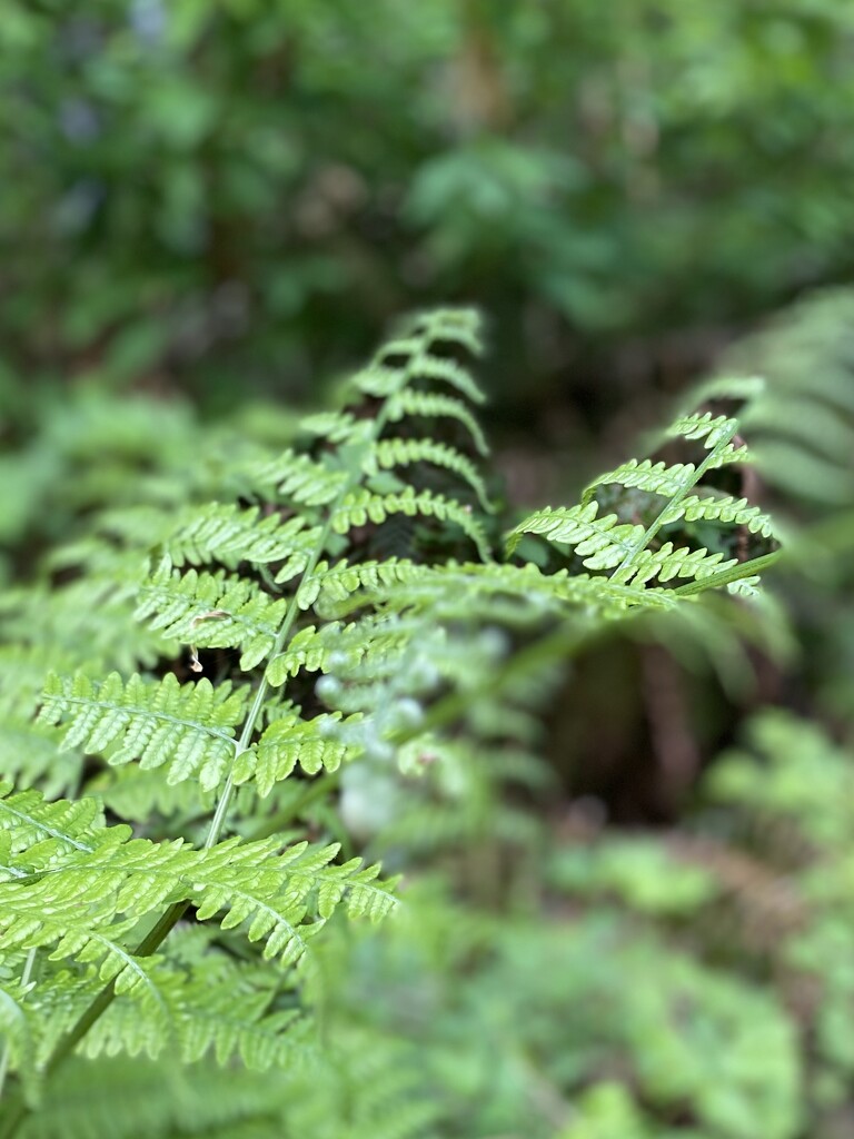 Forest Fern by clay88