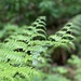 Forest Fern by clay88