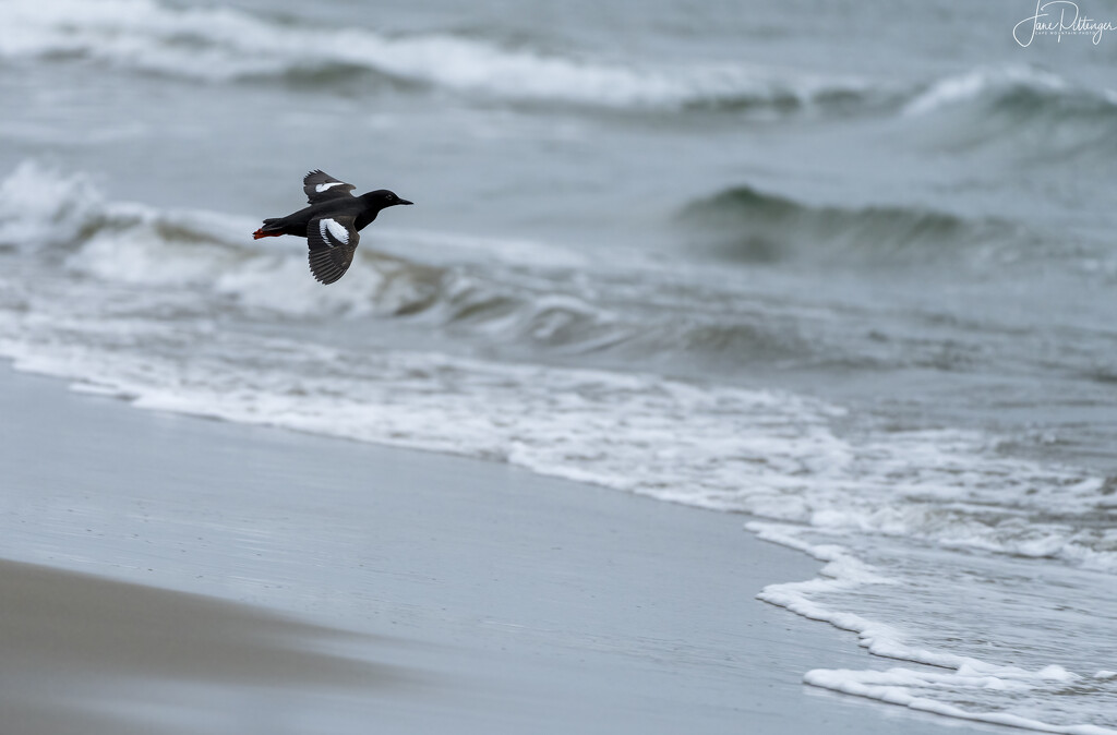 Pigeon Guillemot Flying from the Nest to Get Some Breakfast by jgpittenger