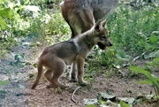 16th Jun 2022 - Baby Mexican Gray Wolf