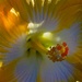 Heart Of A Hibiscus ~ by happysnaps