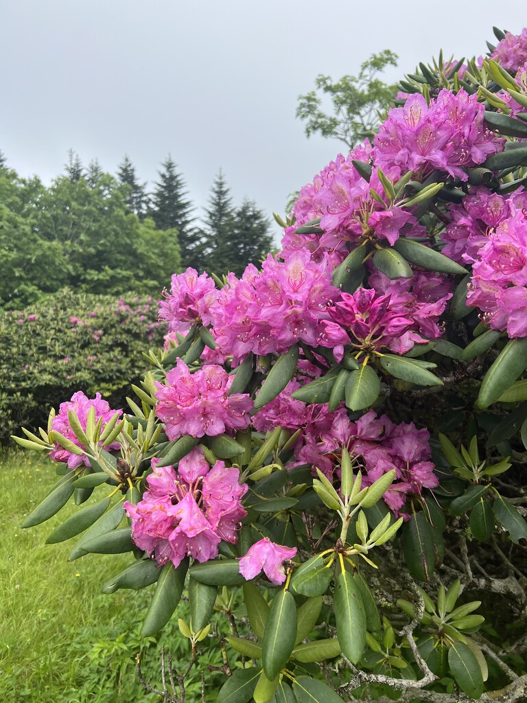 Rhododendron over 5500 Feet Above Sea Level by calm