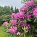 Rhododendron over 5500 Feet Above Sea Level by calm