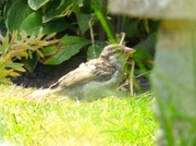 17th Jun 2022 - A little sparrow ,