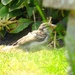 A little sparrow , by beryl