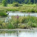 The Marsh by sunnygreenwood