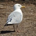Herring Gull by sunnygreenwood