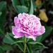 A lingering peony by sandlily