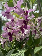 16th Jun 2022 - Purple Moth Orchids