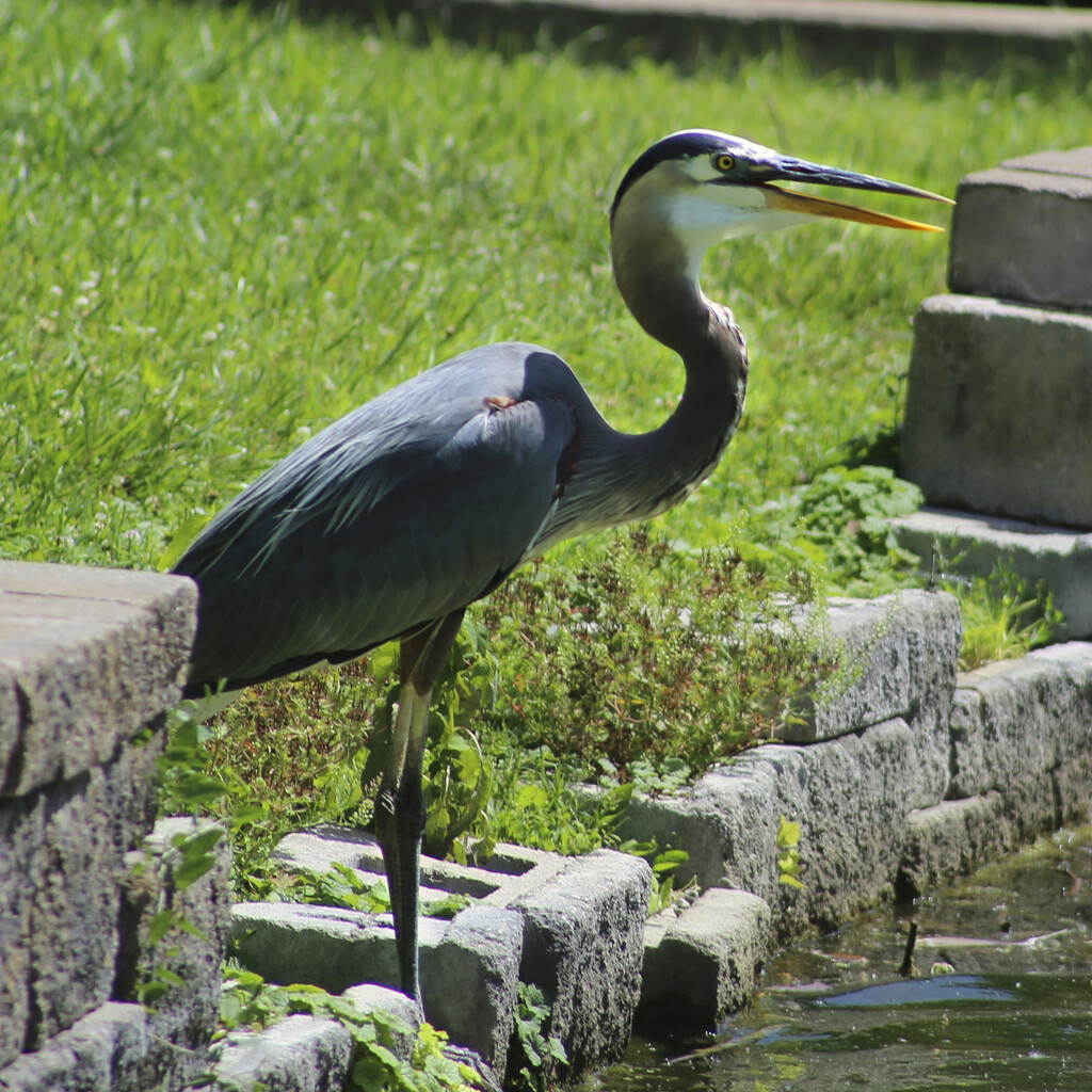 Capturing the Blue Heron (cropped from the original image) by bernicrumb