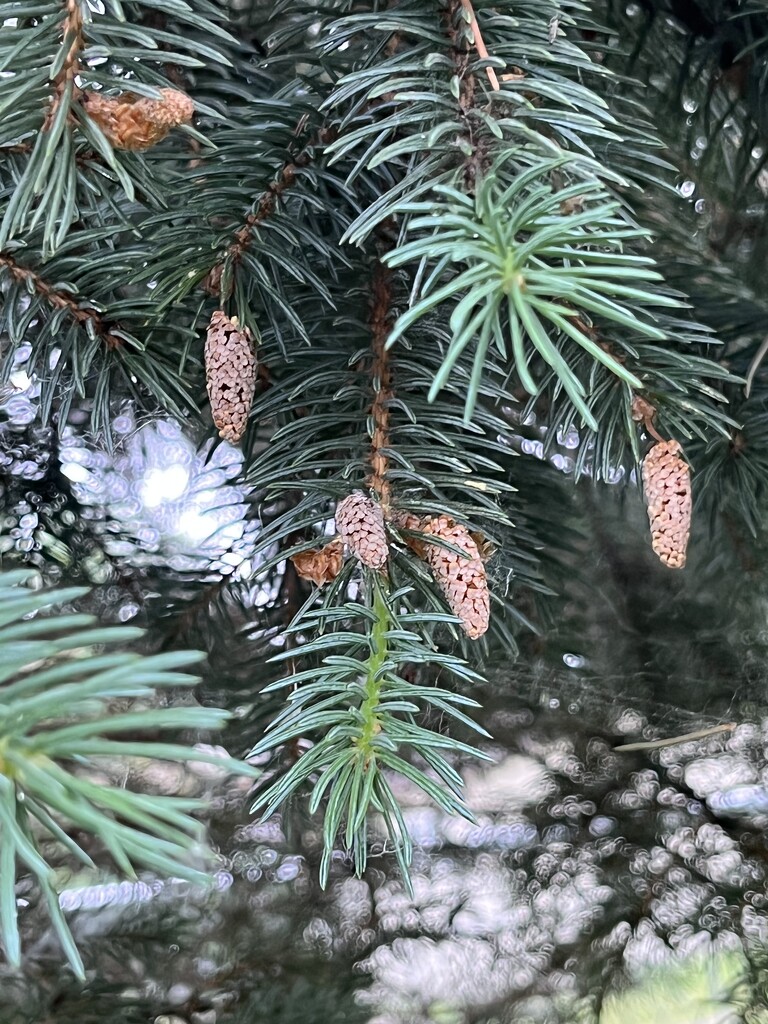 Pine cones coming? by pennyrae